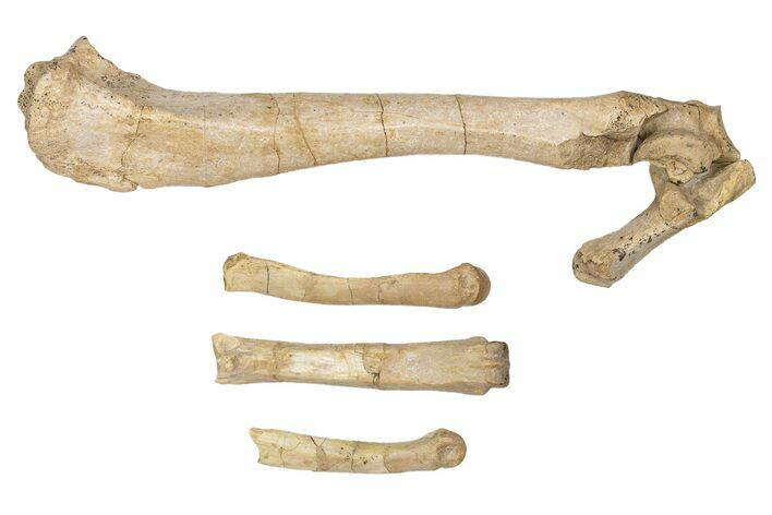 Fossil Running Rhino (Hyracodon) Partial Leg - Nebraska #326411